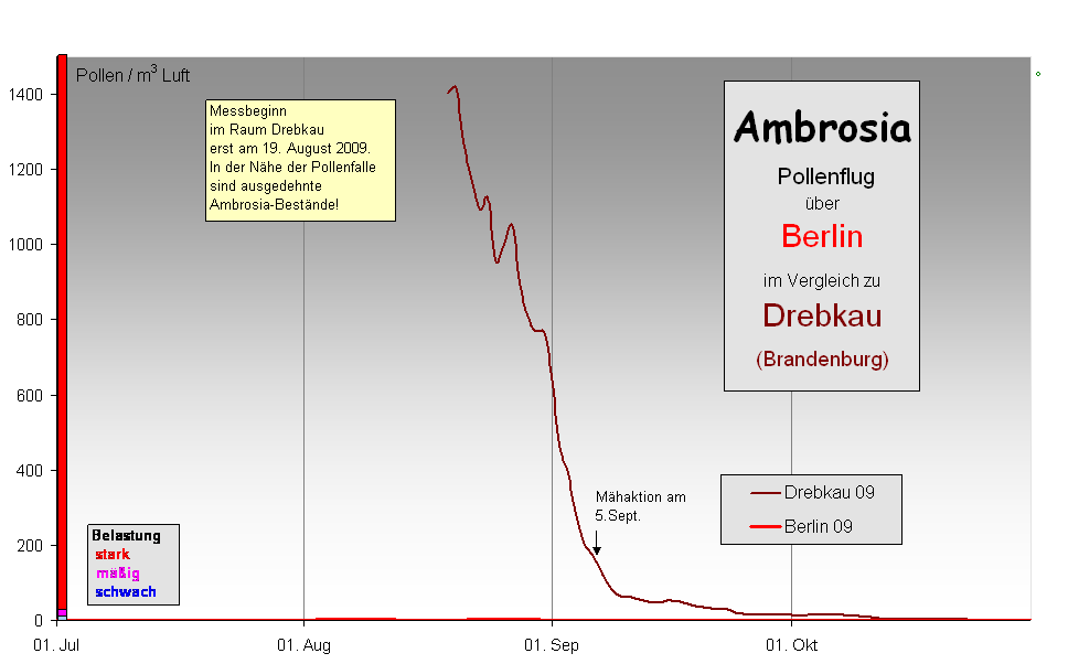 Ambrosia
 Pollenflug 
ber 
Berlin  
im Vergleich zu 
Drebkau
(Brandenburg) 
