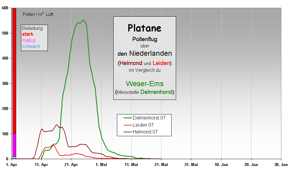Platane
Pollenflug 
ber 
den Niederlanden
(Helmond und Leiden)
im Vergleich zu 

Weser-Ems
(Messstelle Delmenhorst)