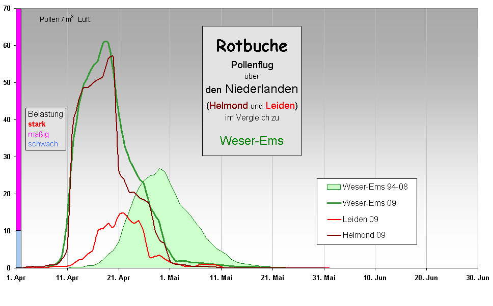 Rotbuche
Pollenflug 
ber 
den Niederlanden
(Helmond und Leiden)
im Vergleich zu 

Weser-Ems